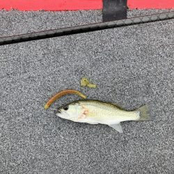 秋バスまだ早いようでした。