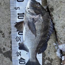 イチノ兄弟、釣果!