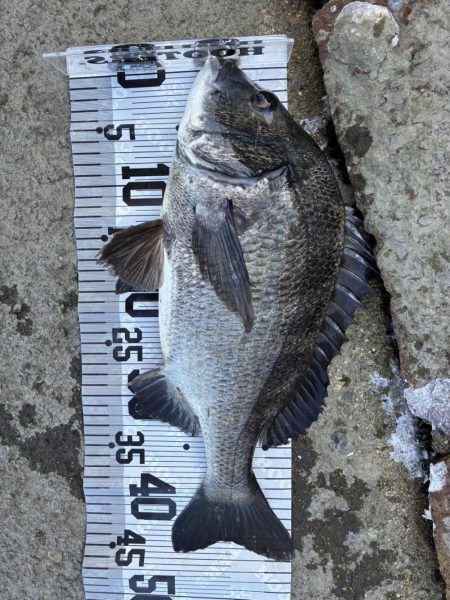 イチノ兄弟、釣果!