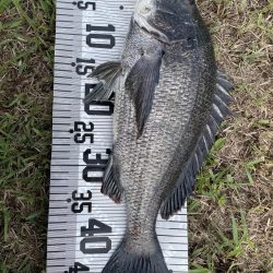 イチノ兄弟、釣果!