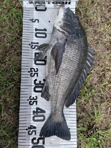 イチノ兄弟、釣果!