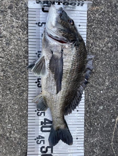 イチノ兄弟、釣果！