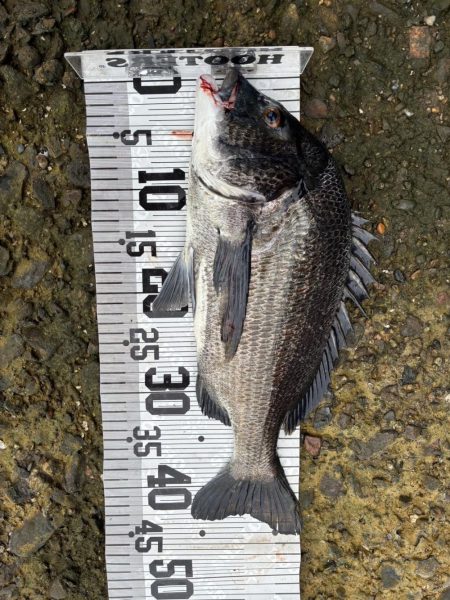 イチノ兄弟、釣果！