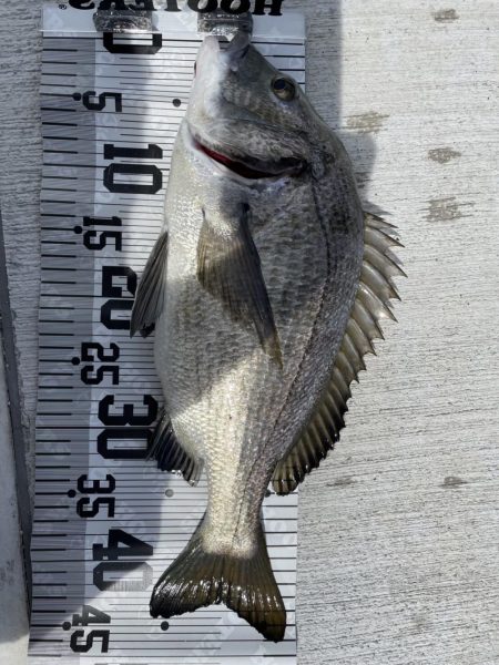 イチノ兄弟、釣果！