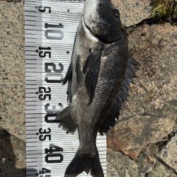 イチノ兄弟、釣果!