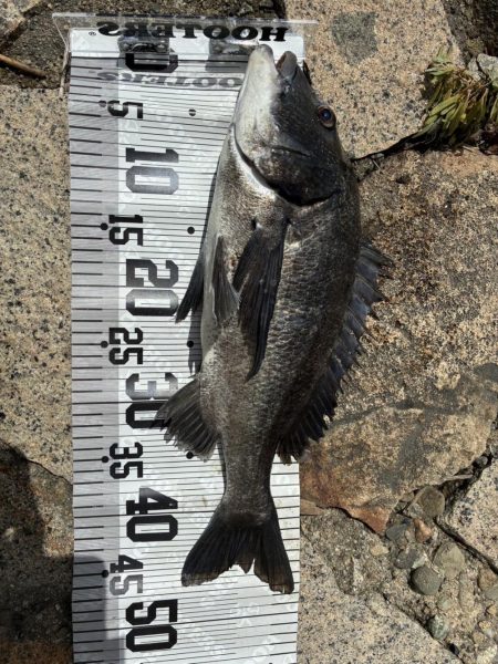 イチノ兄弟、釣果!