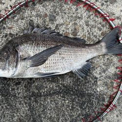 イチノ兄弟、釣果!