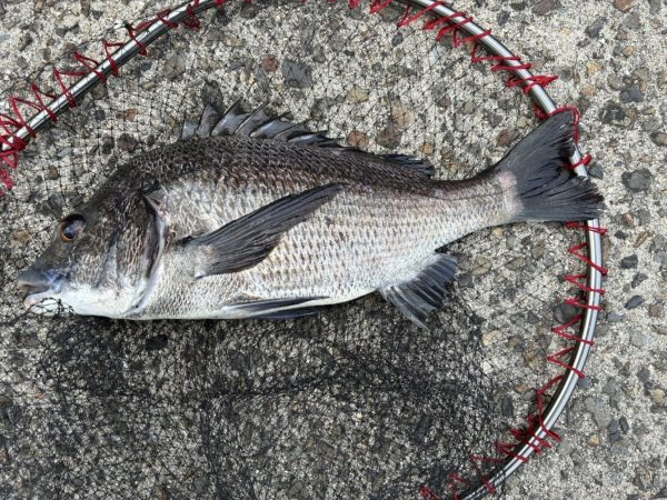 イチノ兄弟、釣果!
