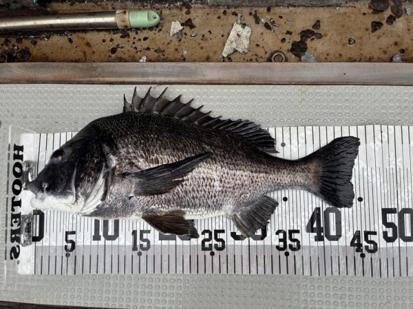 イチノ兄弟、釣果!