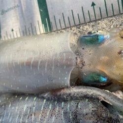 2025 佐渡ヶ島エギング Vol.6【9月9日】