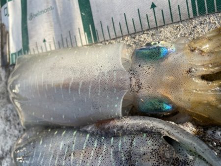 2025 佐渡ヶ島エギング Vol.6【9月9日】