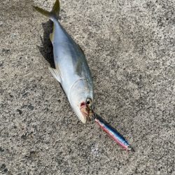 2025 佐渡ヶ島エギング Vol.9【9月14日】