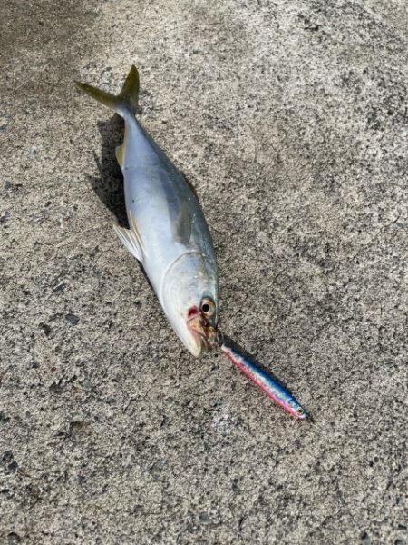 2025 佐渡ヶ島エギング Vol.9【9月14日】