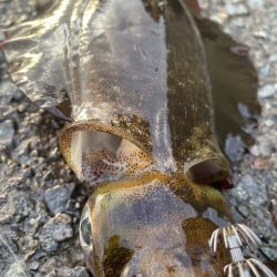 2025 佐渡ヶ島エギング Vol.14【9月21日】