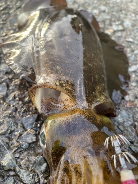 2025 佐渡ヶ島エギング Vol.14【9月21日】