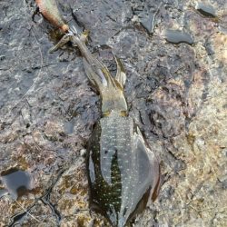 2025 佐渡ヶ島エギング Vol.16【9月23日】