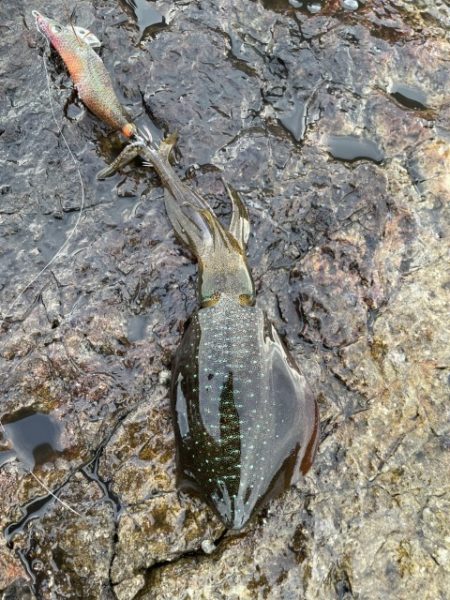 2025 佐渡ヶ島エギング Vol.16【9月23日】