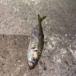 アジングが・・・五目に・