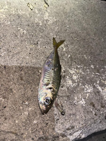 アジングが・・・五目に・