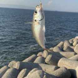 貝塚人工島、太刀魚調査