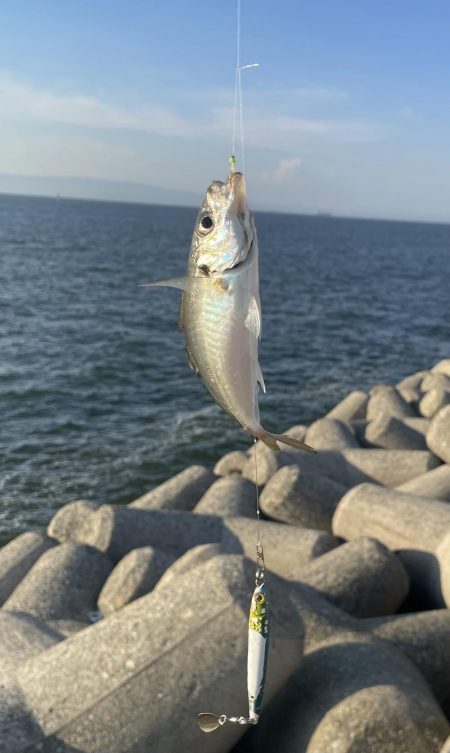 貝塚人工島、太刀魚調査