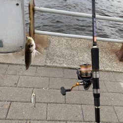 シーサイドコスモ調査