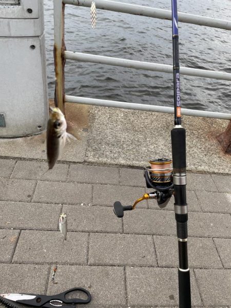 シーサイドコスモ調査