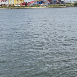 サゴシ調査も鯵のみ