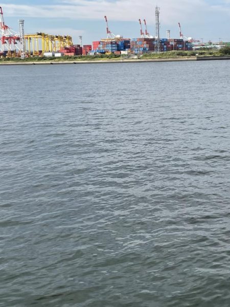 サゴシ調査も鯵のみ