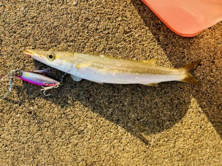 アオハタ自己新