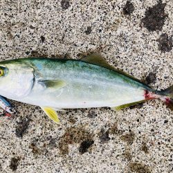 久しぶりの青物ファイト