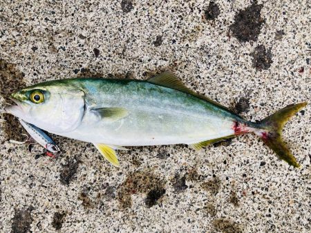 久しぶりの青物ファイト