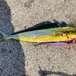 ジグで五目達成