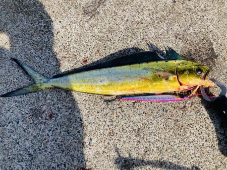 ジグで五目達成