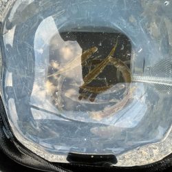 アジしか勝たん②