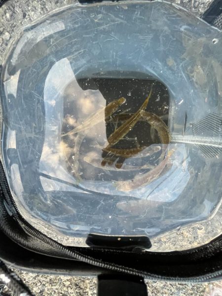 アジしか勝たん②