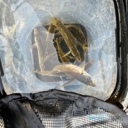 三連休前‥‥魚より人多い