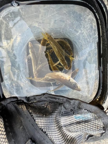 三連休前‥‥魚より人多い