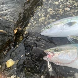 朝マヅメ　ヤズ