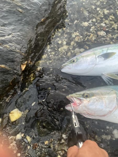 朝マヅメ　ヤズ