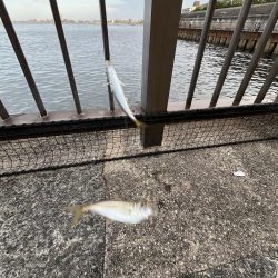 アジ好調!人多め