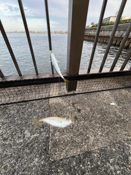 アジ好調!人多め