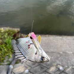 海田河口で黒鯛