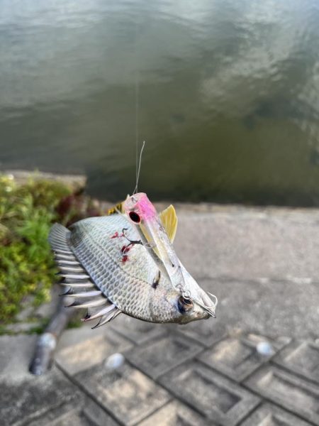 海田河口で黒鯛