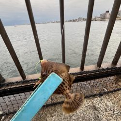 銅付きでサンバ