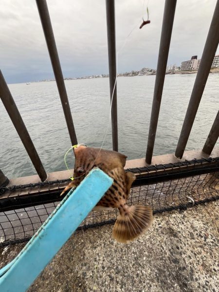 銅付きでサンバ