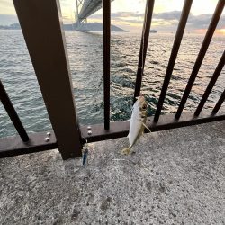 アジしか勝たん