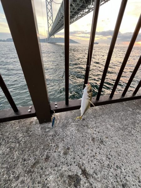 アジしか勝たん