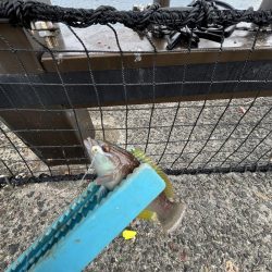 アジしか勝たん2