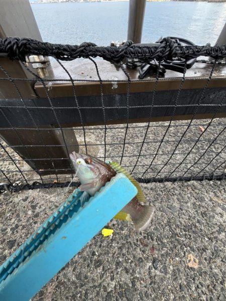 アジしか勝たん2